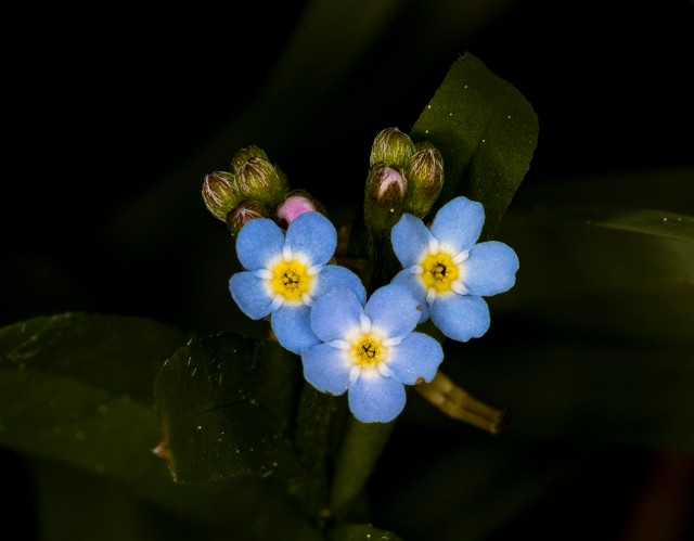 Borage 18-9394.jpg